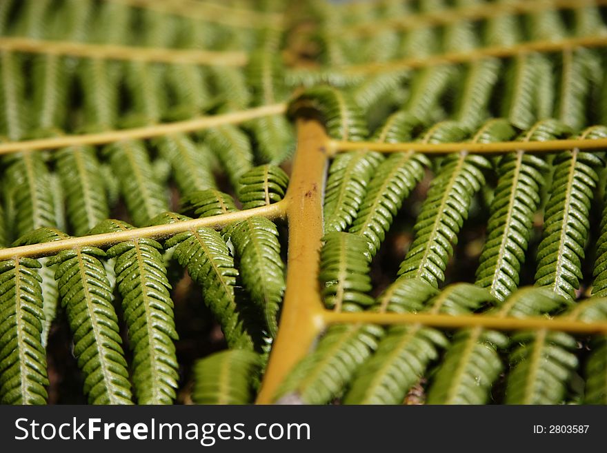 Fern Leaf Close Up