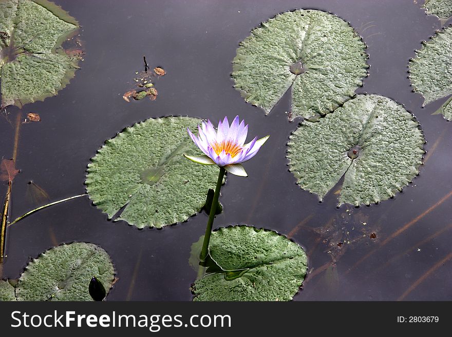 Flower on lily pond