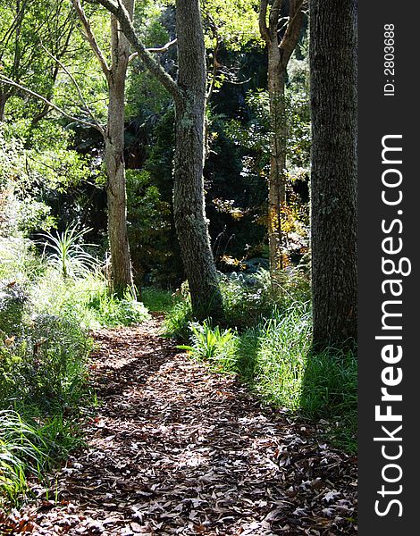 Leafy walkway in forest, New Zealand