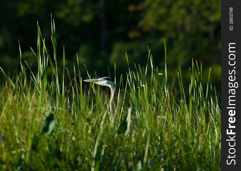 A heron in some tall grass fishing. A heron in some tall grass fishing