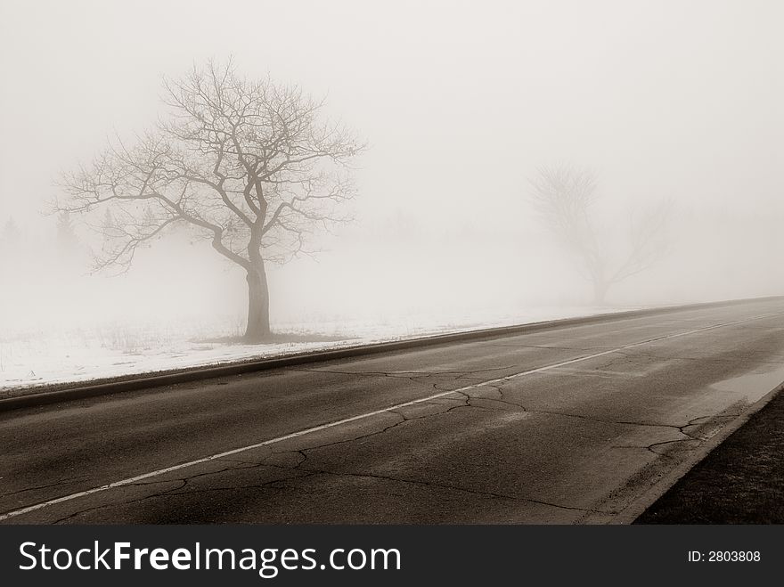 A lonely tree by the side of the road. A lonely tree by the side of the road