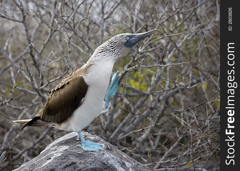 A Galapagos boobie standing on one foot. A Galapagos boobie standing on one foot