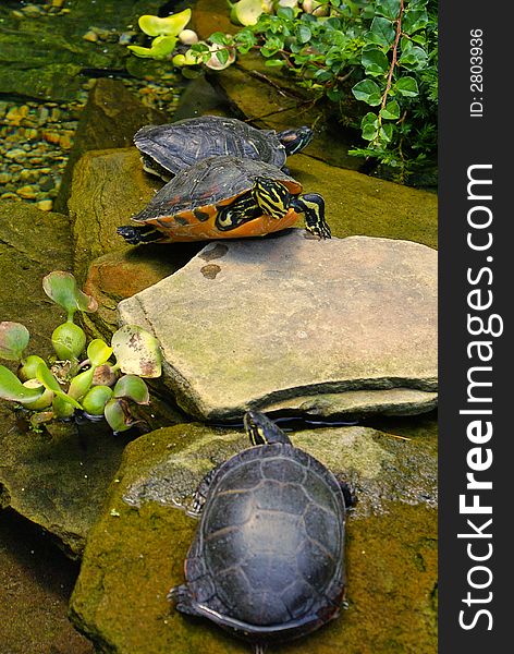 Three turtles sunbathing in a man made garden rock pool