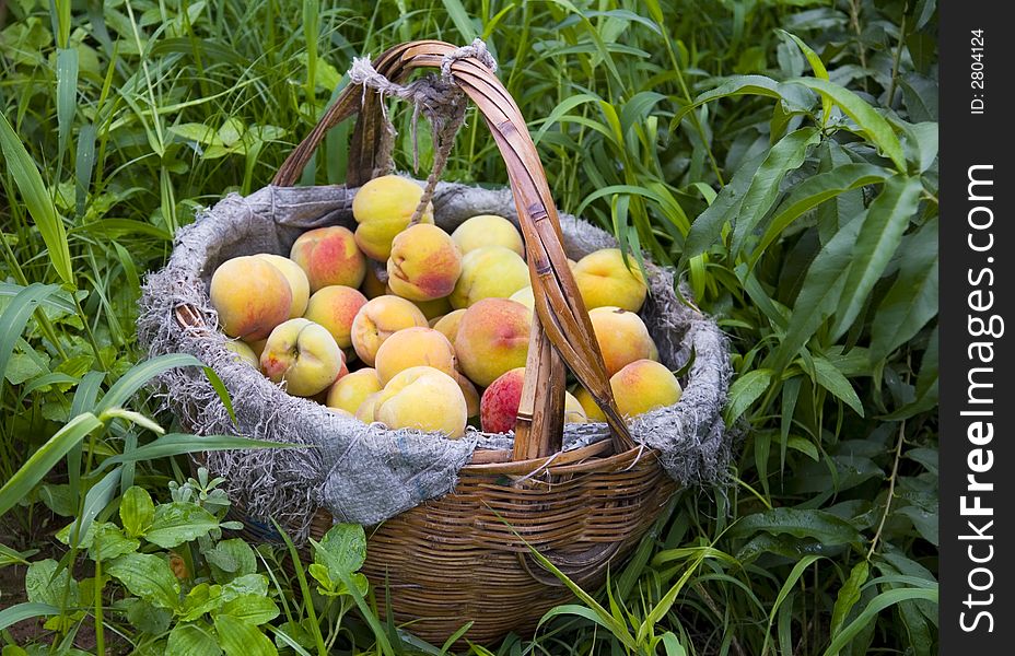 A basket of freshly picked peaches in China. A basket of freshly picked peaches in China