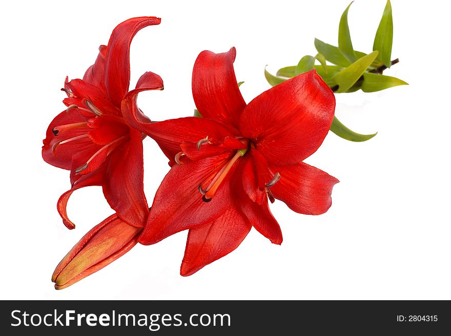 Flower red lily with stem on white isolated. Flower red lily with stem on white isolated