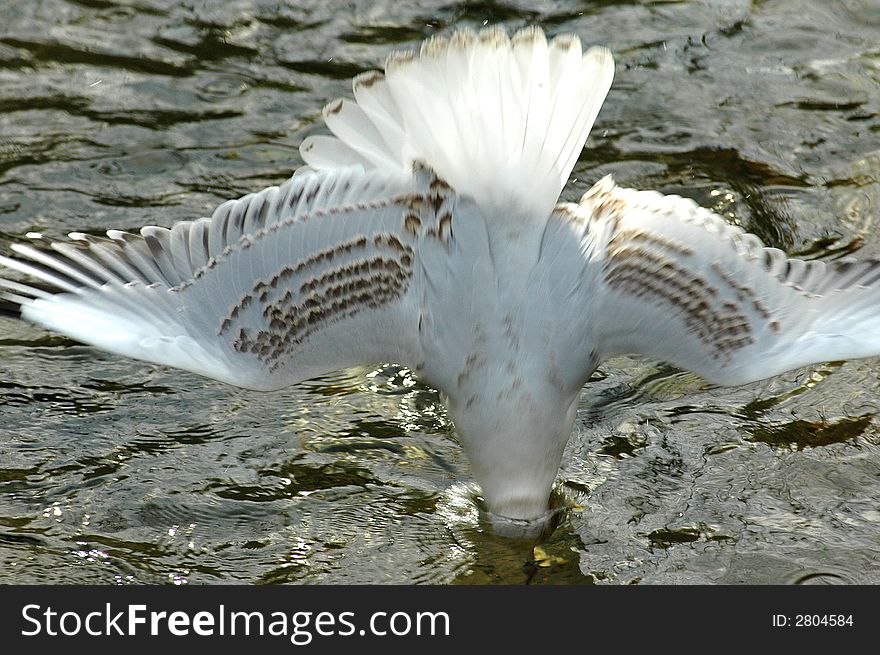 A seagull dives into the water headfirst. A seagull dives into the water headfirst.