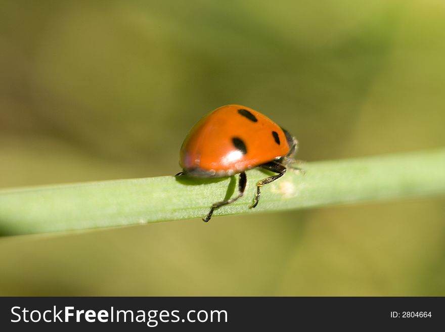 Ladybug sitting on a green grass