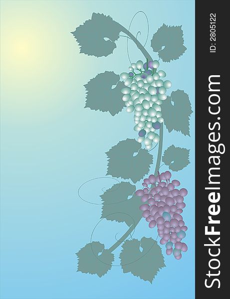 Color illustration with grapes and leaves on blue background. Color illustration with grapes and leaves on blue background