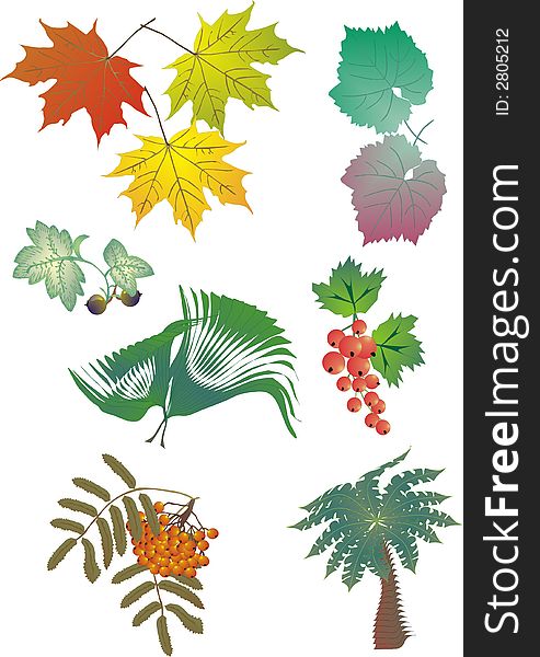 Illustration with collection of different foliage. Illustration with collection of different foliage