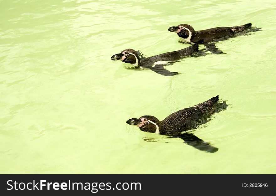 Three penguins swimming in zoo pool. Three penguins swimming in zoo pool