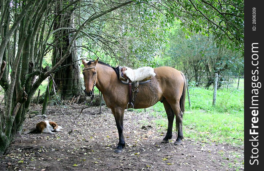 A horse and a dog waiting for their boss (owner). A horse and a dog waiting for their boss (owner).