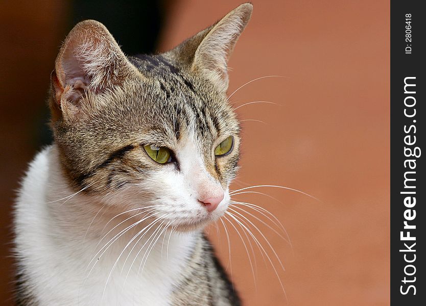 Portrait Of A Street Cat