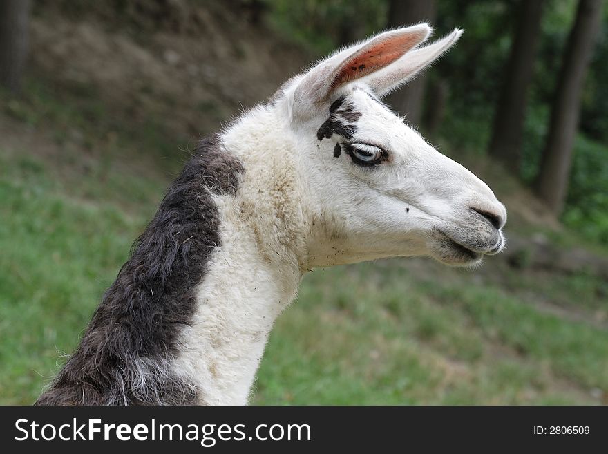 A portrait of a llama