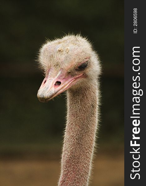 A bird ostrich living in the Africa