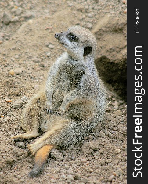 A suricate (also known as meerkat) sitting. A suricate (also known as meerkat) sitting.