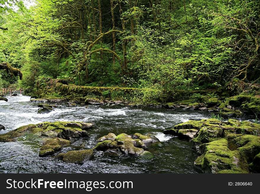 A small stream in the southern Washington Cascade mountain range. A small stream in the southern Washington Cascade mountain range