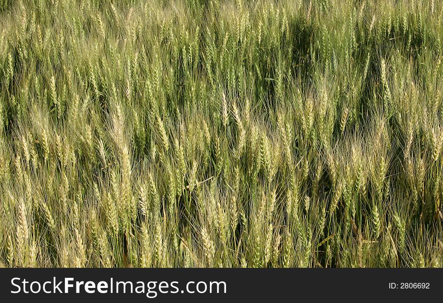 A wheat field photographed in Argentina