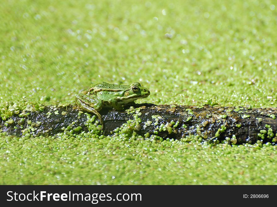 Water frog is sitting on a stick