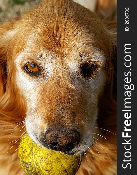 Adult Golden Retriever with ball in mouth.