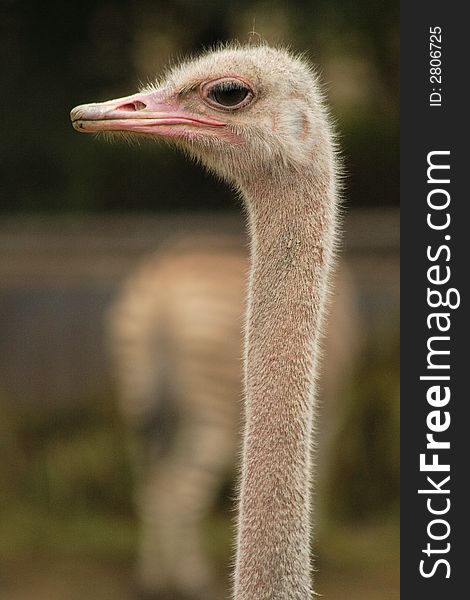 Ostrich