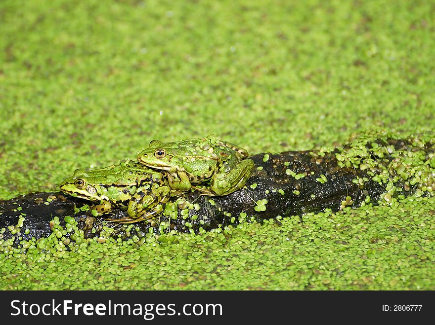 Water frog is sitting on a stick. Water frog is sitting on a stick