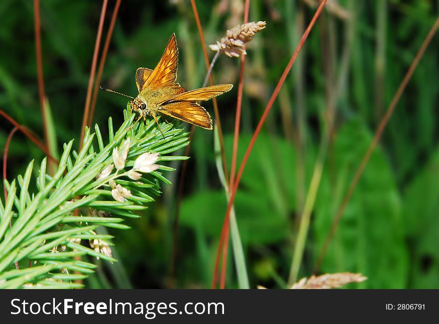 Small butterfly as the branch