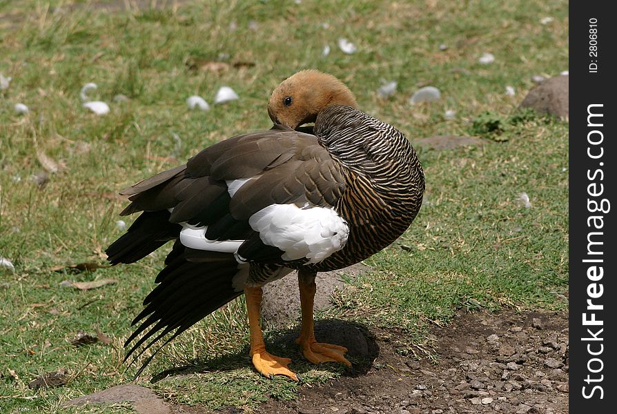 An upland goose (Chloephaga picta) photographed in the Argentine Patagonia.