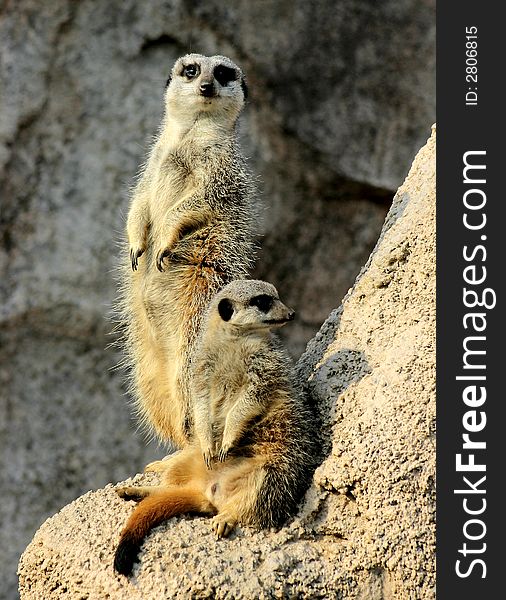 Suricates - Meerkats