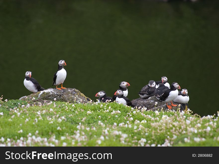 Colony of cute puffins