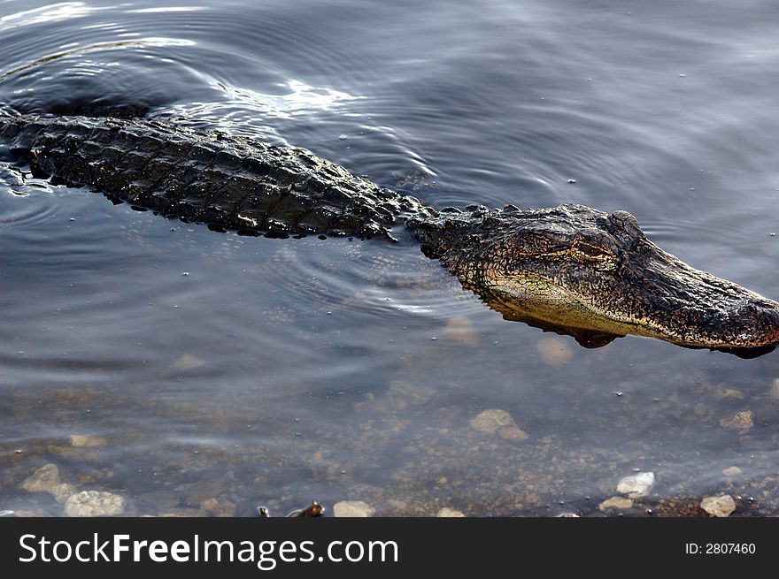 An American alligator floats along the waters edge.