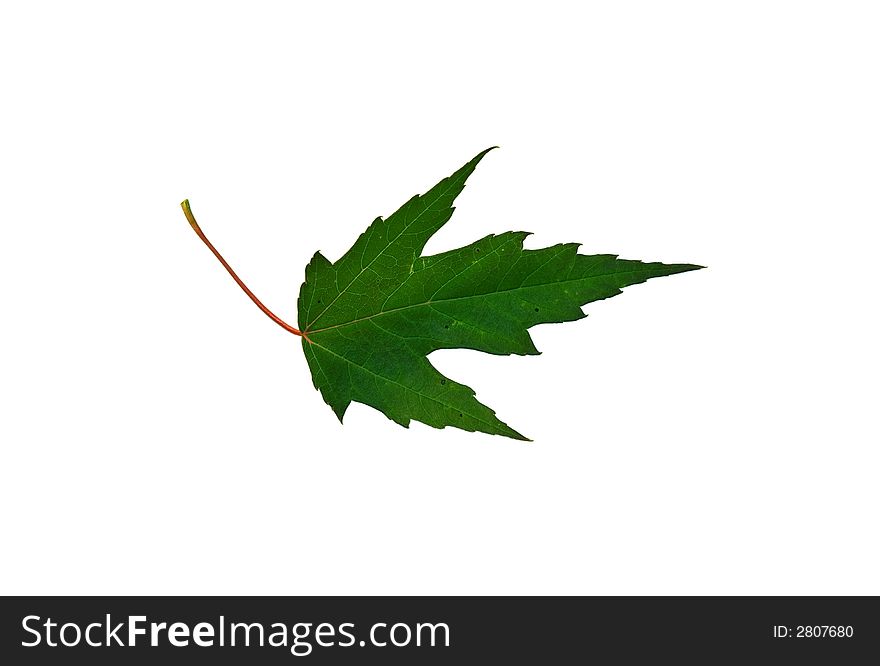 Isolated macro green tree leaf. Isolated macro green tree leaf