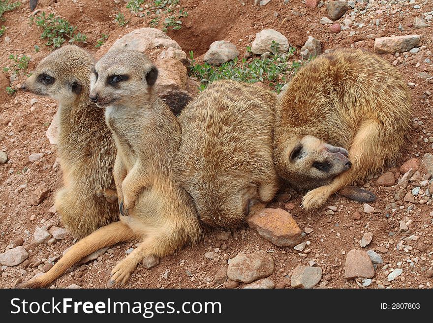 Suricata living in the South Africa - Kalahari. Suricata living in the South Africa - Kalahari