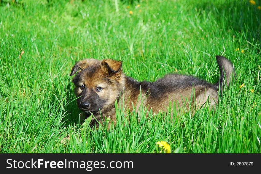Little dog. Puppy in green grass.