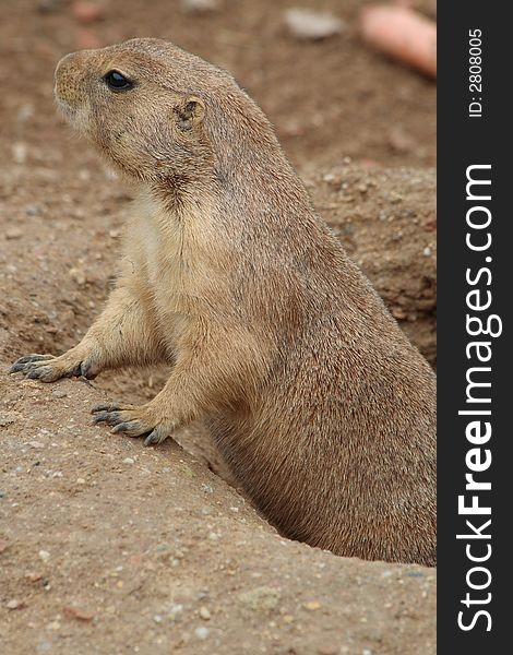 Prairie dog living from Mexico to Canada. Prairie dog living from Mexico to Canada