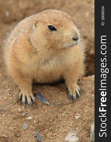 Prairie dog living from Mexico to Canada. Prairie dog living from Mexico to Canada