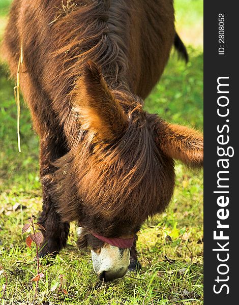 Head of a donkey on a farm