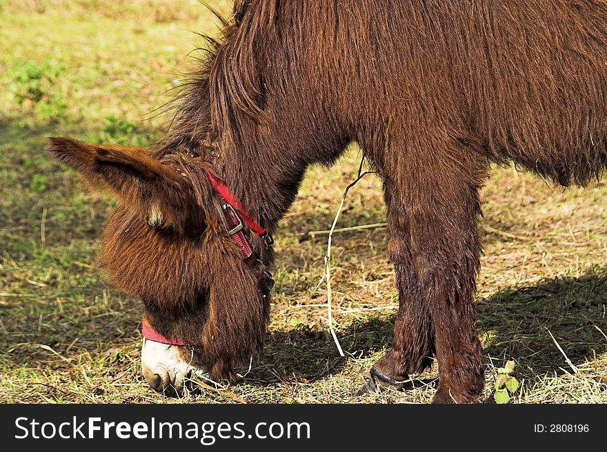 Head of a donkey on a farm