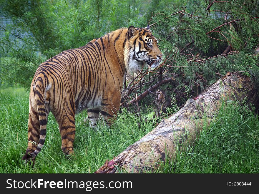 Bengal Tiger standing in scrubland