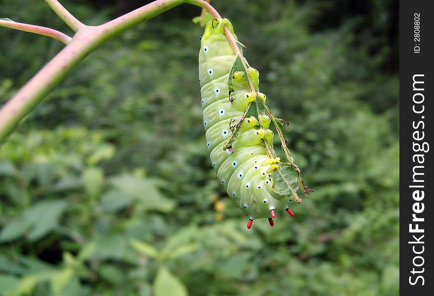 Large Promethea Moth caterpillar dining on leaves
