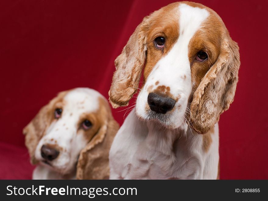 Cocker Spaniel brothers.