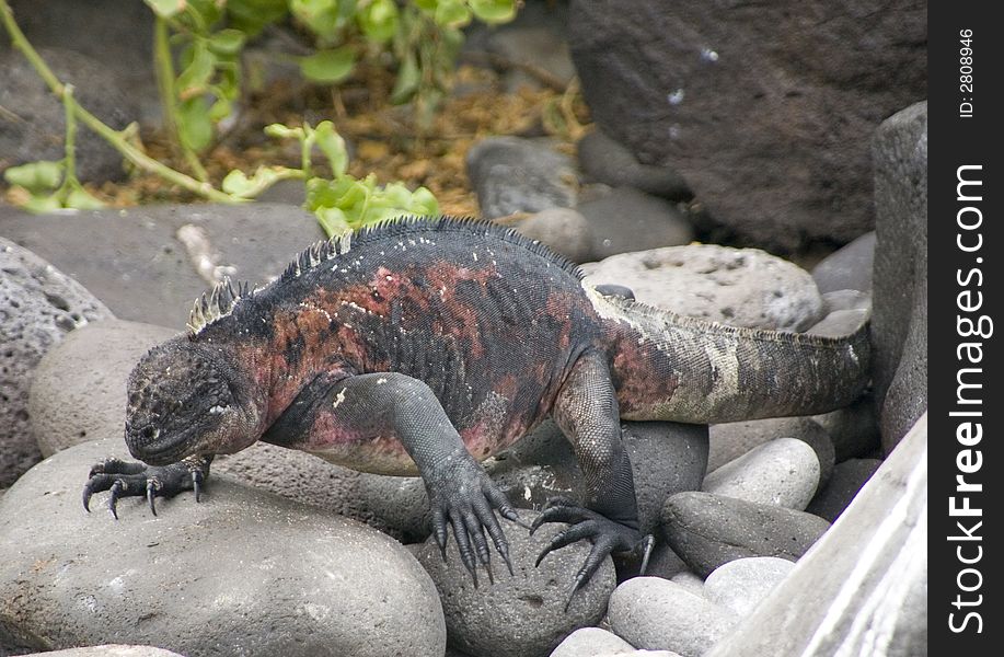 A Galapagos iguana walking to take a swim.