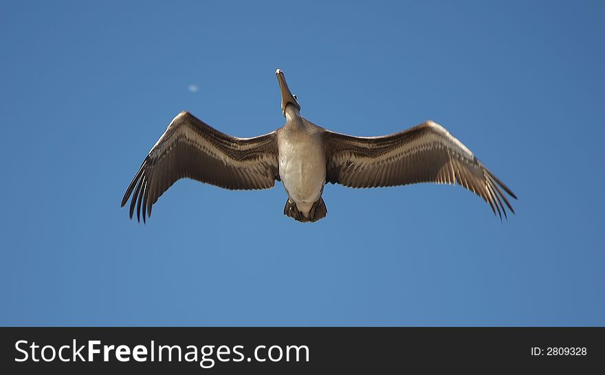 Pelican flight over the beach