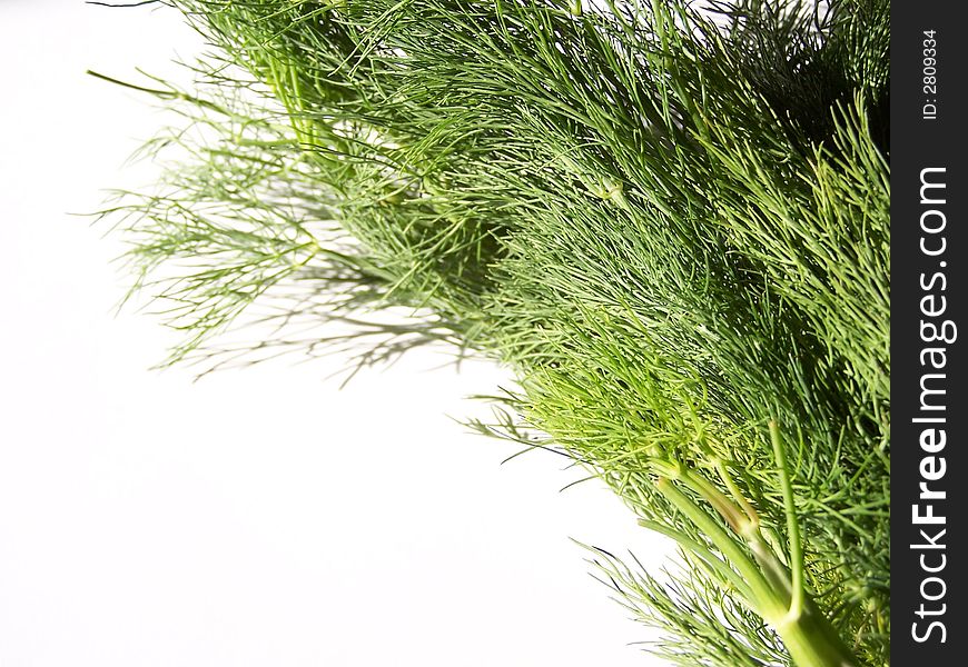 Dill leaves on white background.