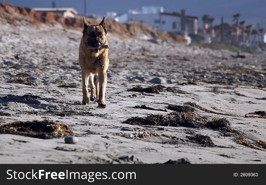 German shepherd playing on the beach