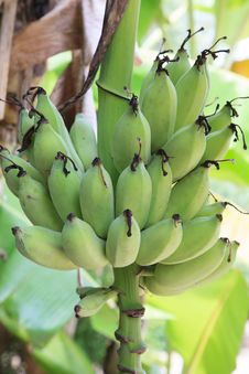 Unripe Bananas On A Tree Stock Photo Unripe Bananas On A Tree Stock Photo
