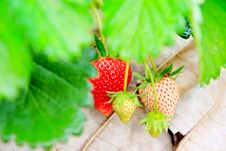 Strawberry Farm Royalty Free Stock Images