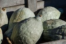 Lumpy Gourds Royalty Free Stock Photo Lumpy Gourds Royalty Free Stock Photo