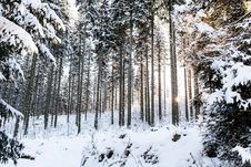 Winter Sunrise In Mountain Forest Royalty Free Stock Images Winter Sunrise In Mountain Forest Royalty Free Stock Images