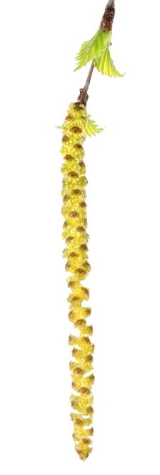 Bud Of Birch With Leaves Stock Image Bud Of Birch With Leaves Stock Image