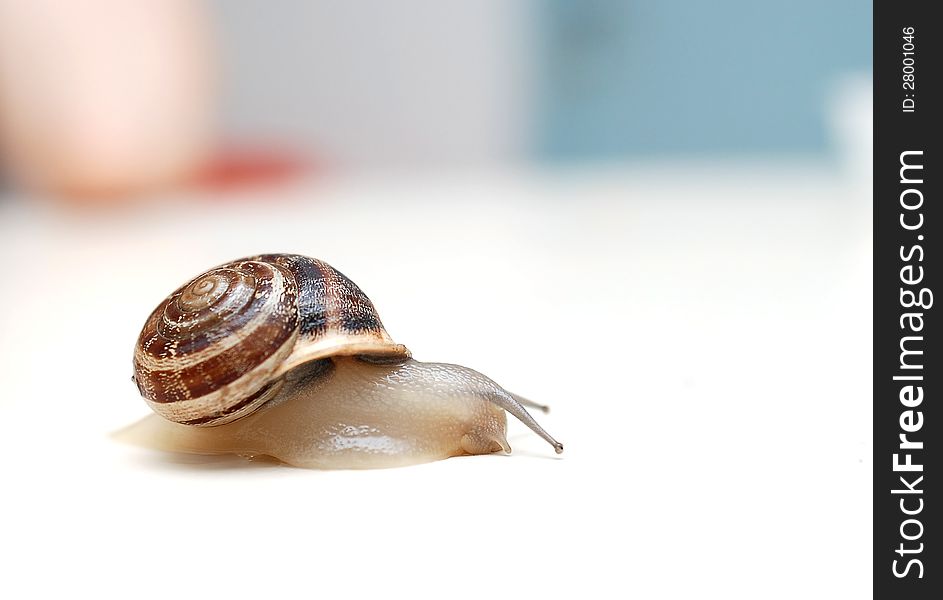 Close up to snail on white background